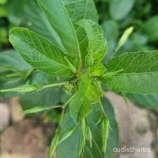 Ruellia tuberosa leaf5.jpg